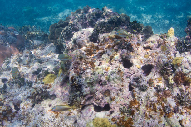 死んでサンゴ礁 - sub tropical climate ストックフォトと画像