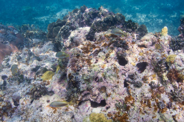 dying coral reef - sub tropical climate imagens e fotografias de stock