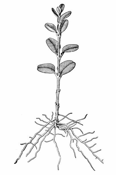 bildbanksillustrationer, clip art samt tecknat material och ikoner med buxus sempervirens (gemensam box, europeiska rutan, buxbom) - buxbom