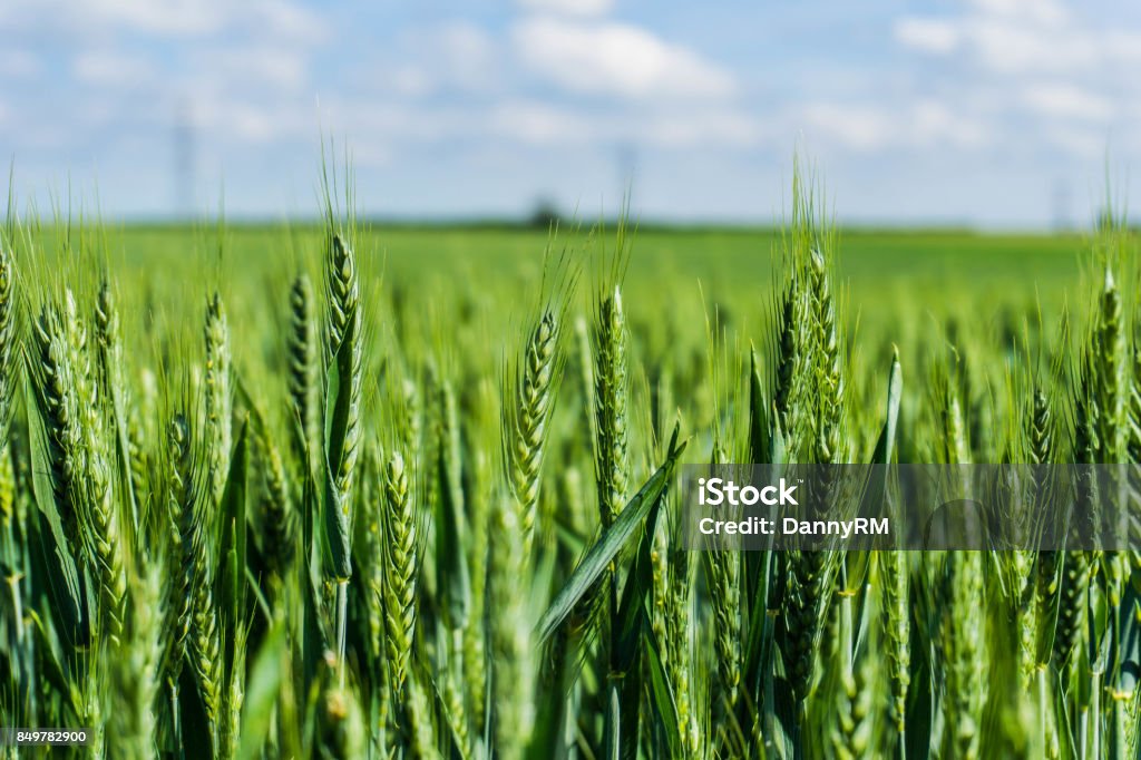 A Close Up Of Green Wheat Growing In A Field - Swaffham Prior, Cambridgeshire, England, UK (27 May 2017) Wheat Stock Photo