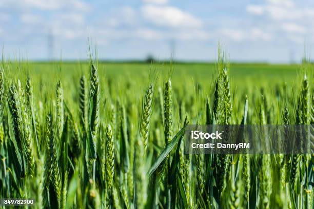 A Close Up Of Green Wheat Growing In A Field Swaffham Prior Cambridgeshire England Uk Stock Photo - Download Image Now