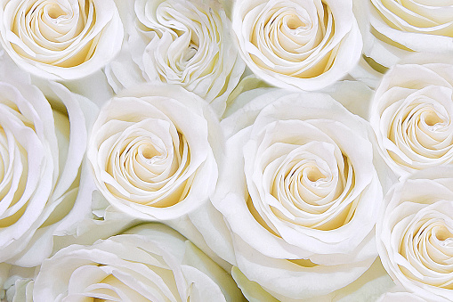 Fondo De Flores Blancas Suaves Rosas T Foto de stock y más banco de imágenes de Rosa - Flor - Rosa - Flor, Blanco - Color, Flor - iStock Fondo De Flores Blancas Suaves Rosas T Foto de stock y más banco de imágenes de Rosa - Flor - Rosa - Flor, Blanco - Color, Flor - iStock