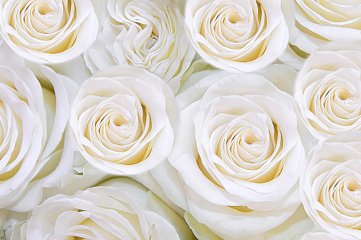 Background of gentle white flowers roses. T