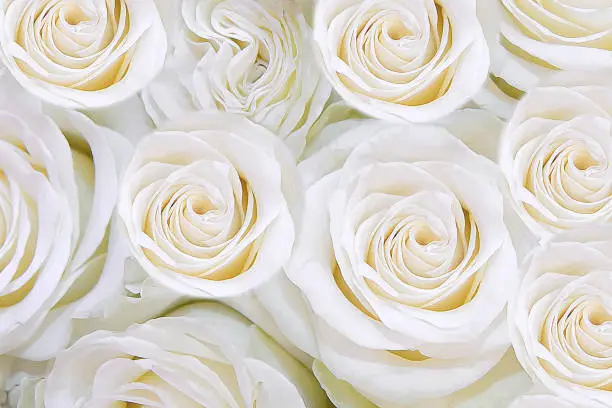Photo of Background of gentle white flowers roses. T
