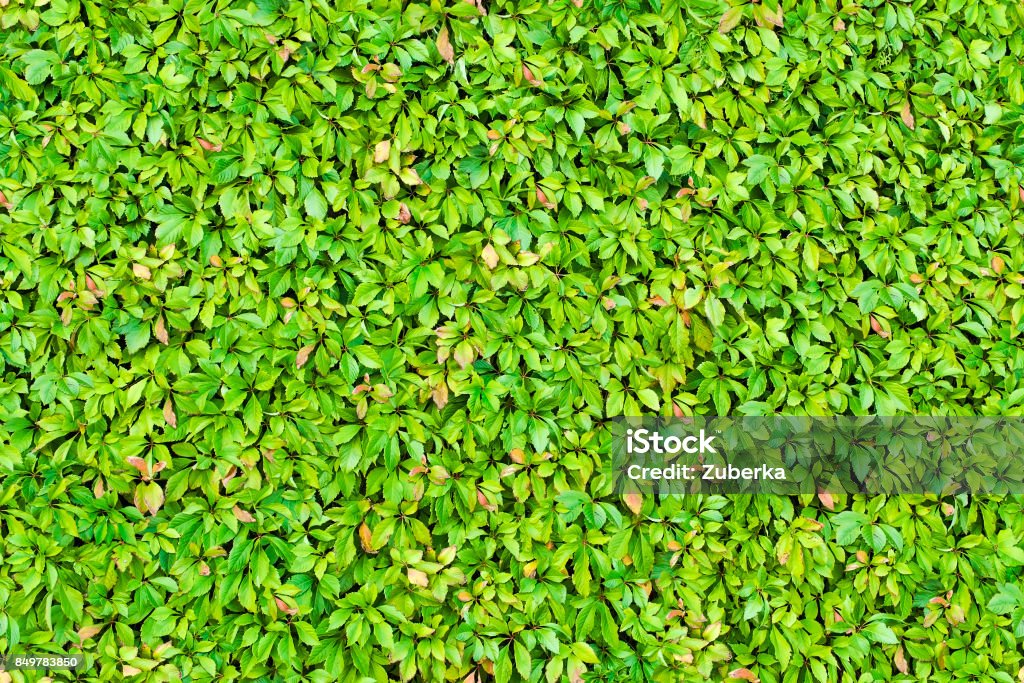 Leaves Loop Texture Seamless Leaves Texture Stock Photo - Download Image Now - Abstract ...