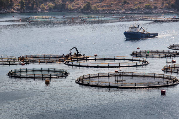 istock Fish farm in quiet bay 849784694