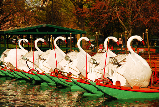 Boston, MA, USA May 5, 2008 Boston's famed Swan Boats are tied to the dock after 