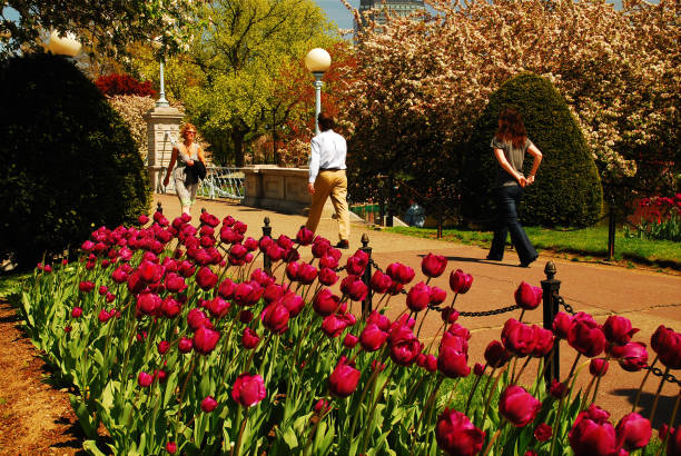 Beneath a canopy of pink petals, a senior couple walks hand in hand through a tranquil cherry blossom park which locate at Burlington, Ontario. Their figures framed by the soft hues of spring, a silent testament to enduring love and companionship.