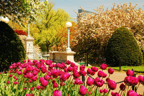A multitude of tulips bloom along a walkway in the Boston Publik Garden, a welcome sign of spring and warmer weather