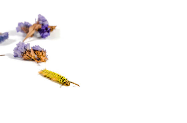 yellow caterpillar with dried blue flower on white background. soft focus