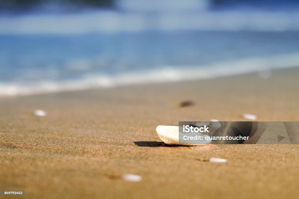A seashell on beach A seashell on beach in summer, with sand and wave Beach Stock Photo