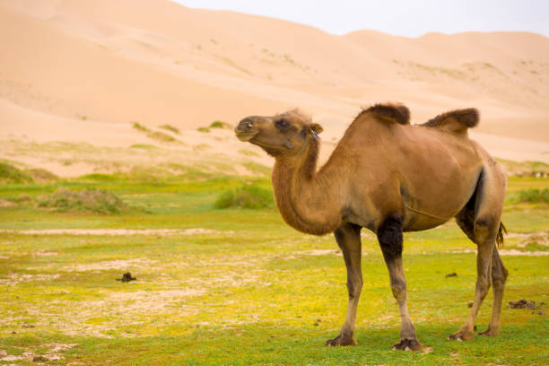 khongor els sand dune affaissement bosse de chameau de bactriane - two humped camel photos et images de collection