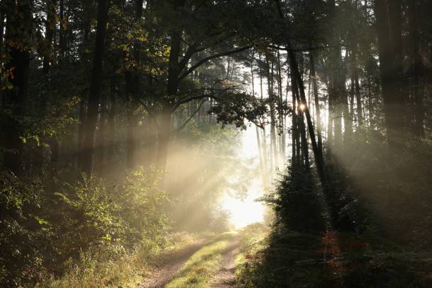 istock Country road through the forest at dawn 849803262