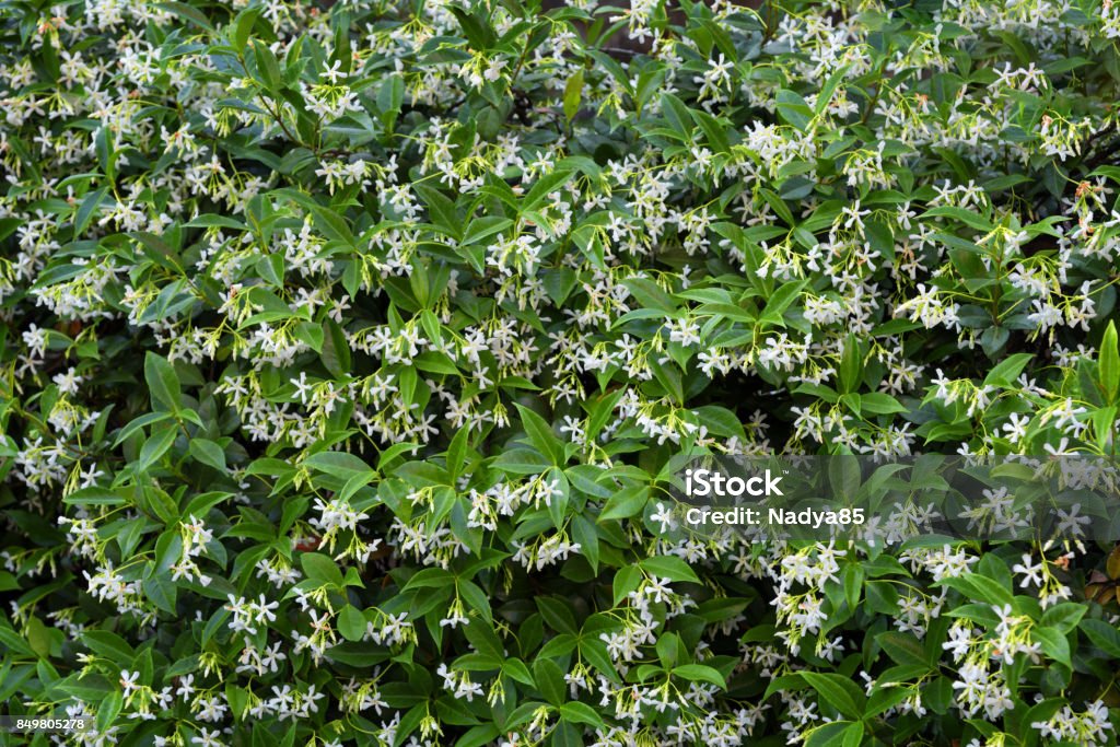 Magnificent Green White Wallpaper With Flower Jasmine Stock Photo -  Download Image Now - iStock