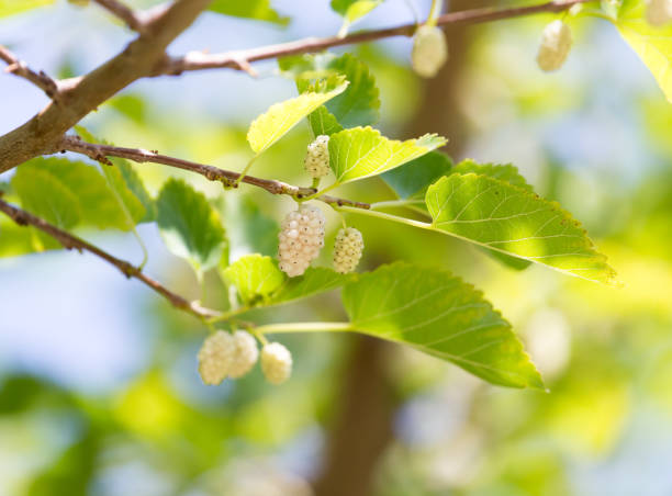 istock mulberry berries on branches of a tree 849805488