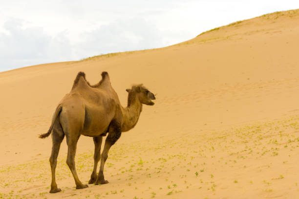 хонгор элс бактрийский верблюд, идущего по песчаным дюнам - bactrian camel camel independent mongolia gobi desert стоковые фото и изображения