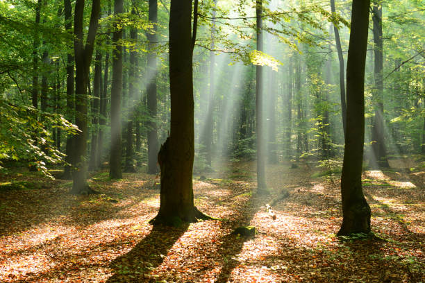 istock Morning in the forest 849828380