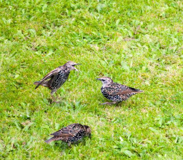 close up of starlings on the grass outside in garden eating - usa restaurant flower bed beauty in nature imagens e fotografias de stock