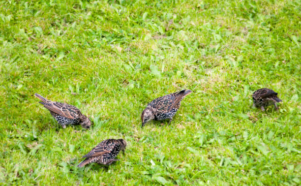 close up of starlings on the grass outside in garden eating - usa restaurant flower bed beauty in nature imagens e fotografias de stock