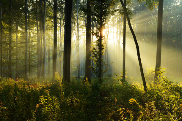istock Morning in the forest 849828790