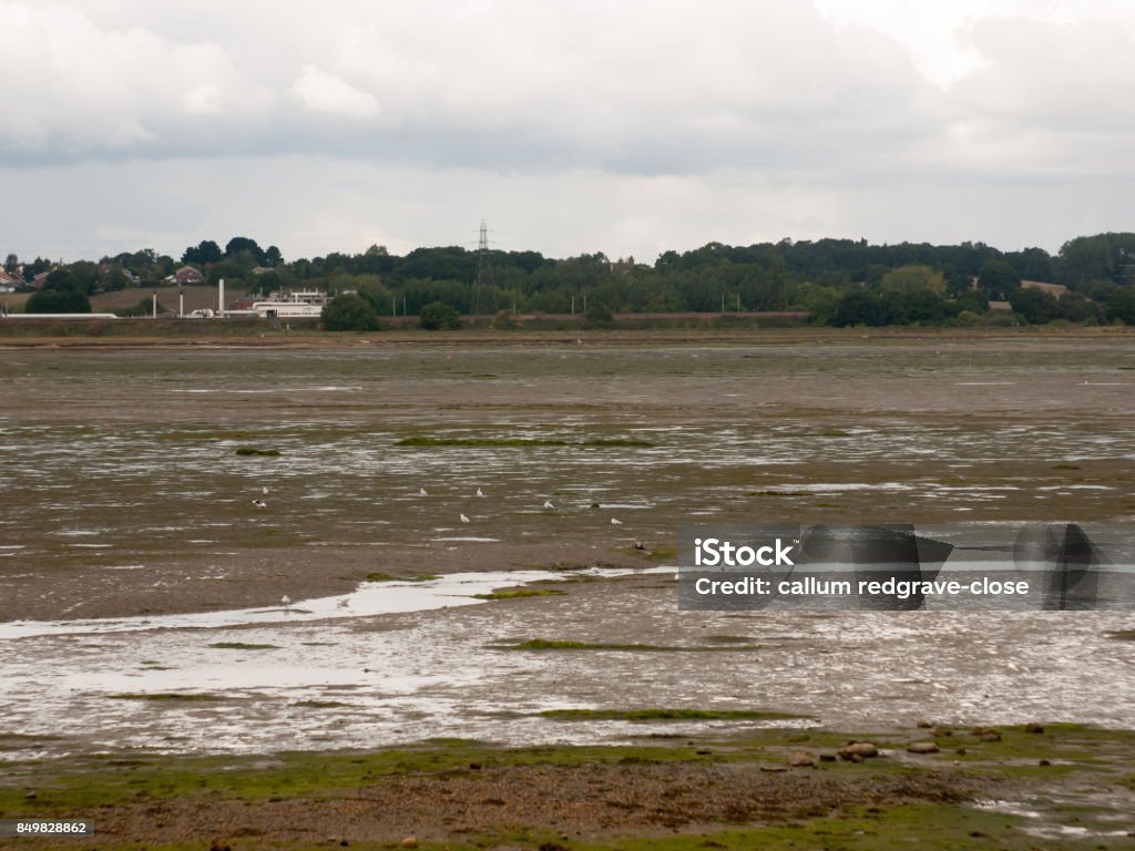 single white mute swan in far off stream in estuary Animal Stock Photo