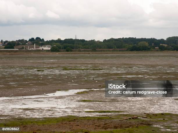 Single White Mute Swan In Far Off Stream In Estuary Stock Photo - Download Image Now