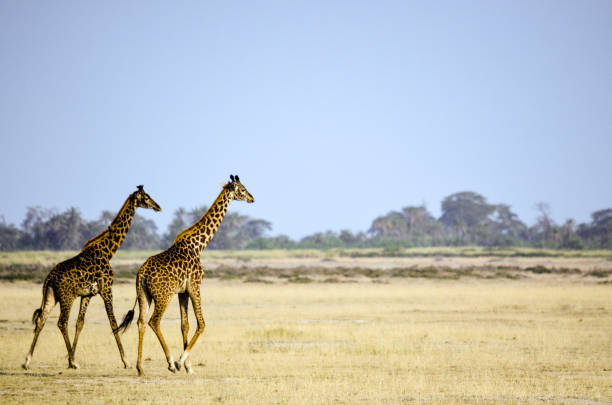istock Two giraffes in the wild 849829724