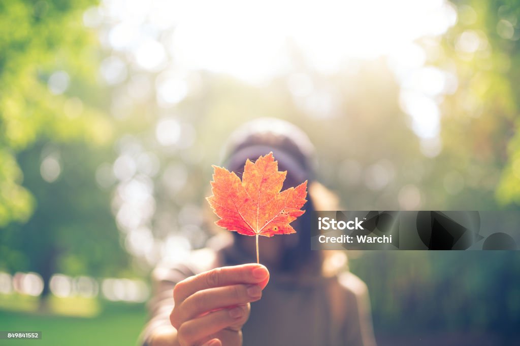 Woman Hand Holding Red Maple Leaf in a canadian park Canada Stock Photo