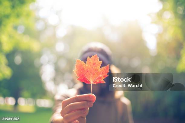 Woman Hand Holding Red Maple Leaf In A Canadian Park Stock Photo - Download Image Now