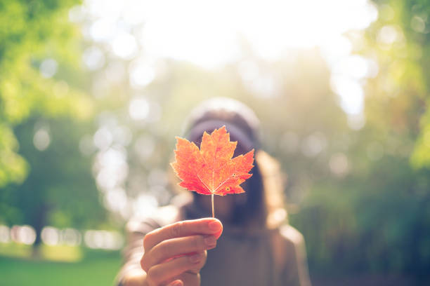 женщина рука проведение красный кленовый лист в канадском парке - autumn leaf maple tree red стоковые фото и изображения
