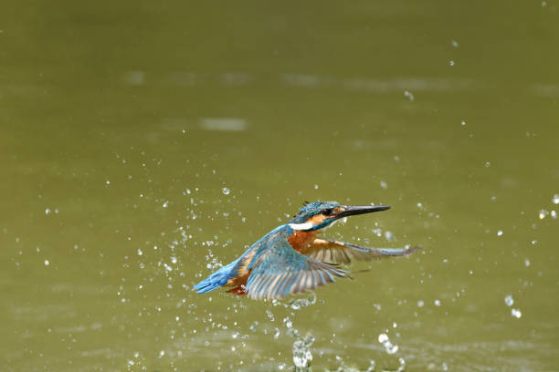 istock Bathe of the kingfisher 849842244