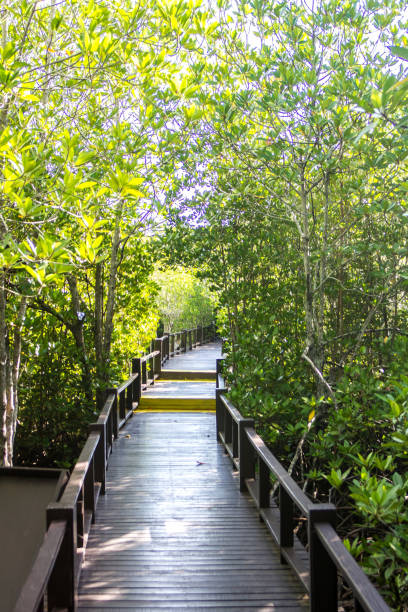 istock Mangrove nature trail with bridge wooden background 849845272