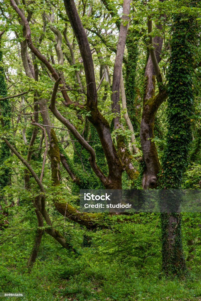 Green forest Bright Stock Photo