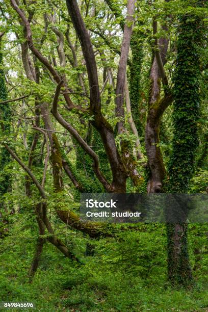 Green Forest Stock Photo - Download Image Now - Bright, Environment, Forest