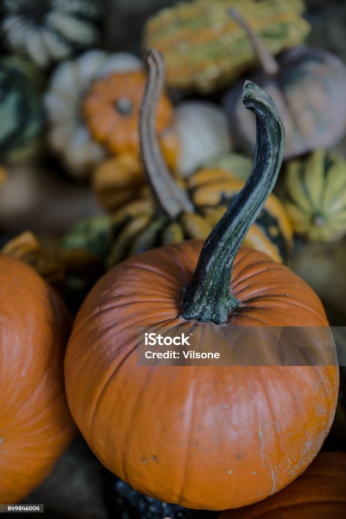 Pumpkin on Halloween. Autumn Stock Photo