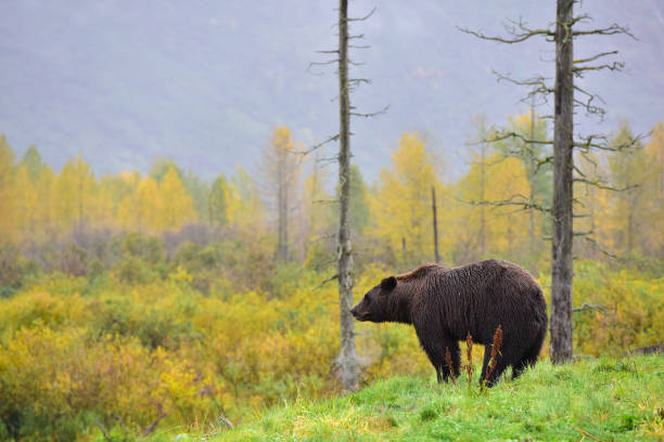 istock Brown bear and autumn leaves. 849846014