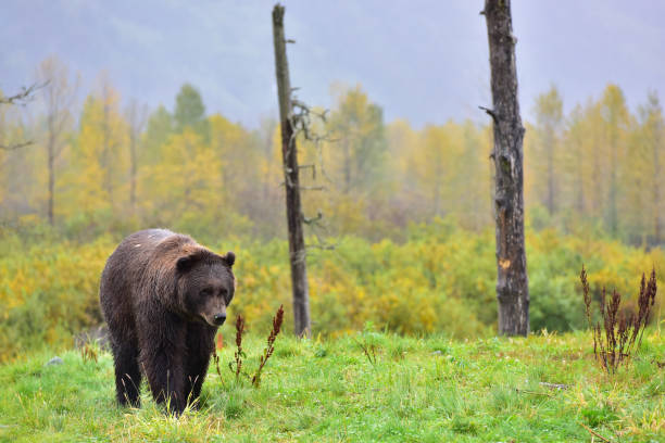 istock Brown bear and autumn leaves. 849846102