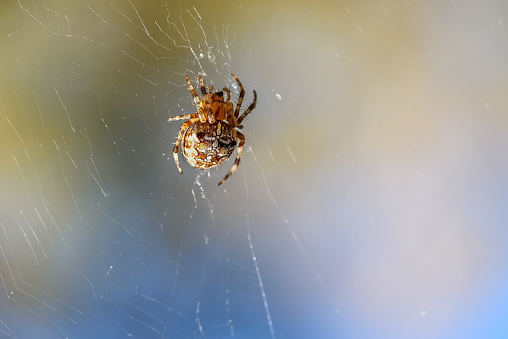 Abstract natural background with web and spider close-up in sunlight on the blurred background of the forest