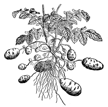 Illustration of a potato plant ( Solanum tuberosum)