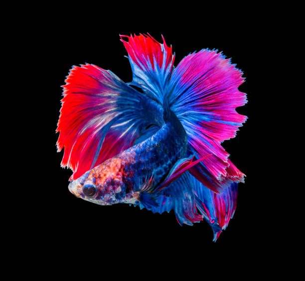 istock Betta splendens, siamese fighting fish isolated on black background 849853986