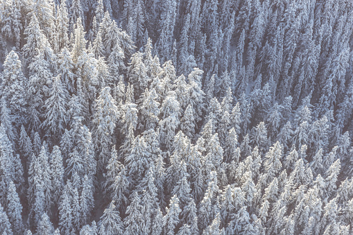 Aerial Winter Forest Landscape, Whistler Blackcomb