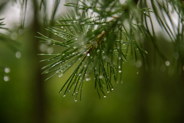 istock Beautiful pine tree in natural habitat 849870244