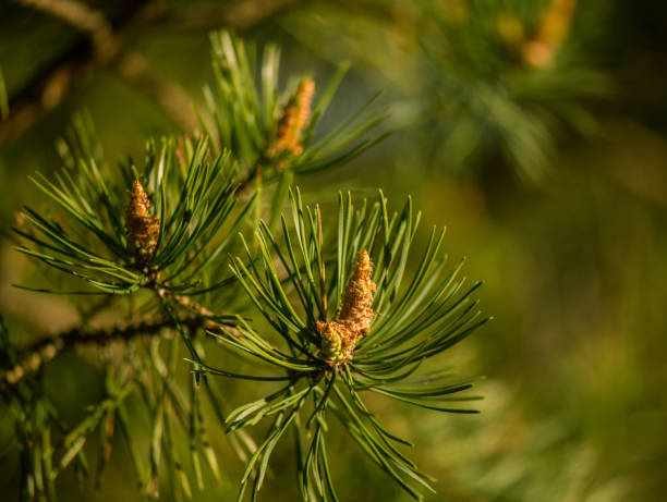 istock Beautiful pine tree in natural habitat 849870300