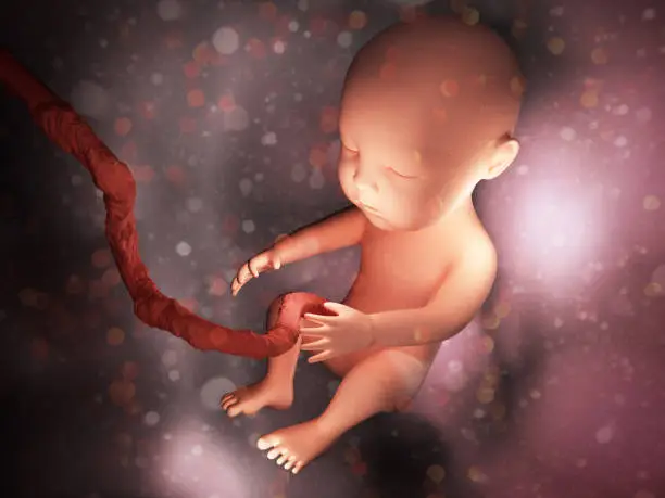 Photo of Human embryo inside body 3d illustration image