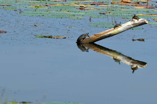istock Spring Lake Fish and Wildlife Area - Turtle - River Cooter - Pseudemys concinna 849870798