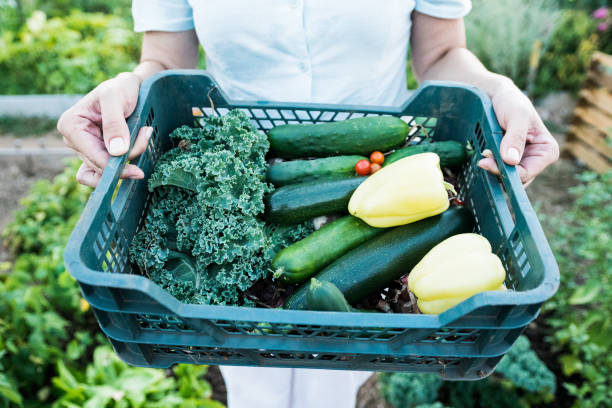 istock Basket full of vegetables 849872736