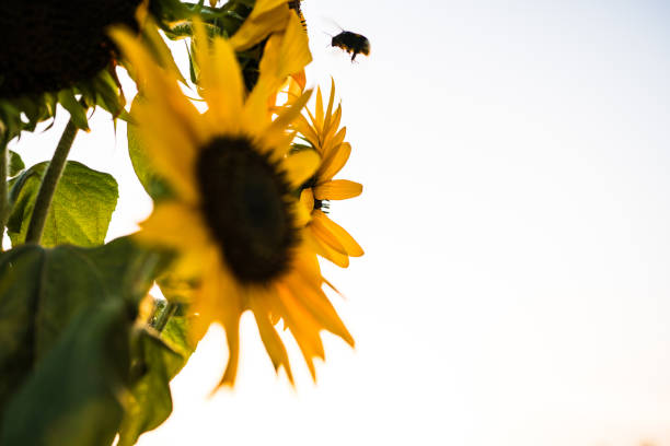 istock Sunflower and a bumblebee in the garden 849872982