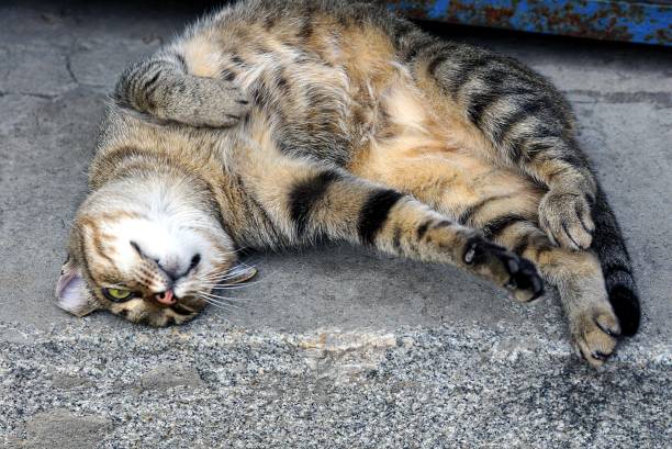 istock Gray tabby cat is played lying on the stone floor 849874176