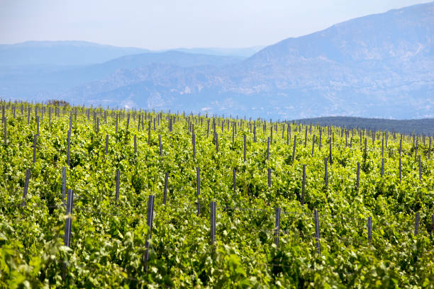 istock Vineyard in front of blue hills 849874522