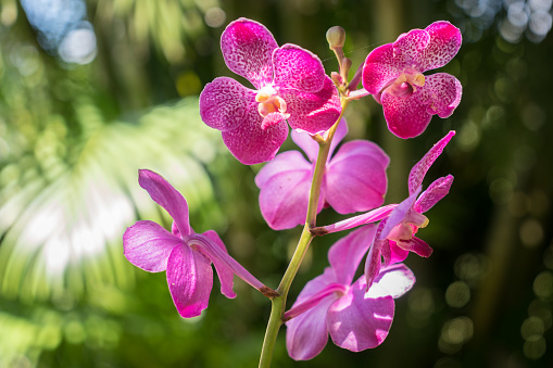 Orchid plant, Loutoka, Fiji